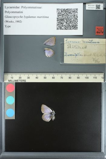 Media type: image;   Entomology 16678